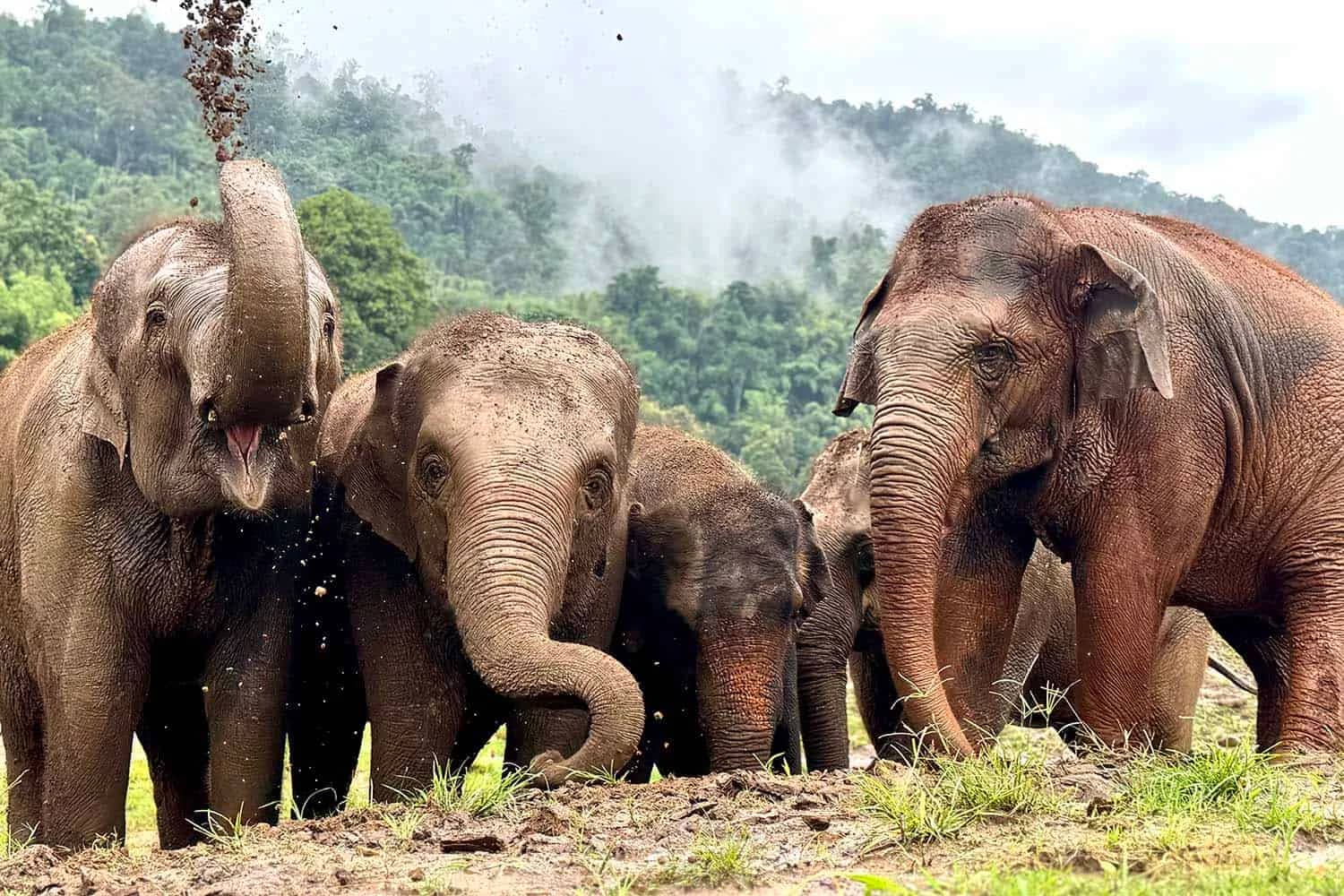 An elephant throws dirt into the air beside a herd grazing in front of misty hills
