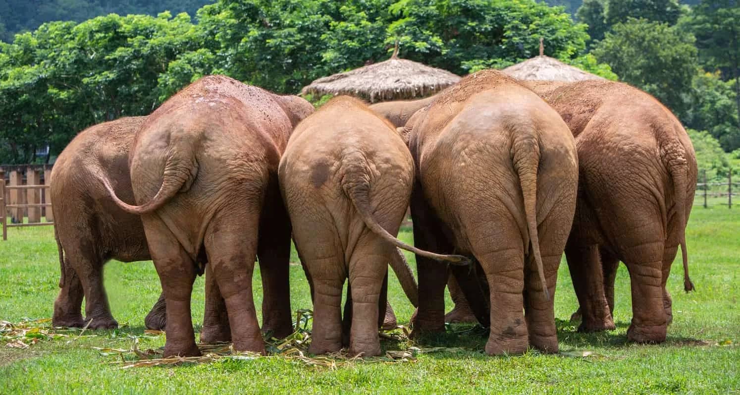 A herd of elephants stands close together on green grass facing away from the camera