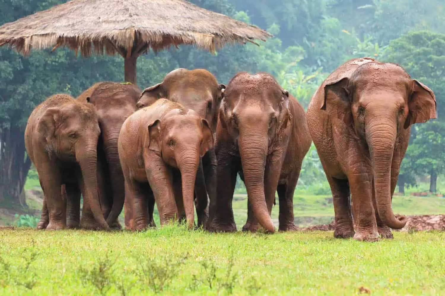 Five elephants stand side by side on a grassy field next to a thatched sun shelter
