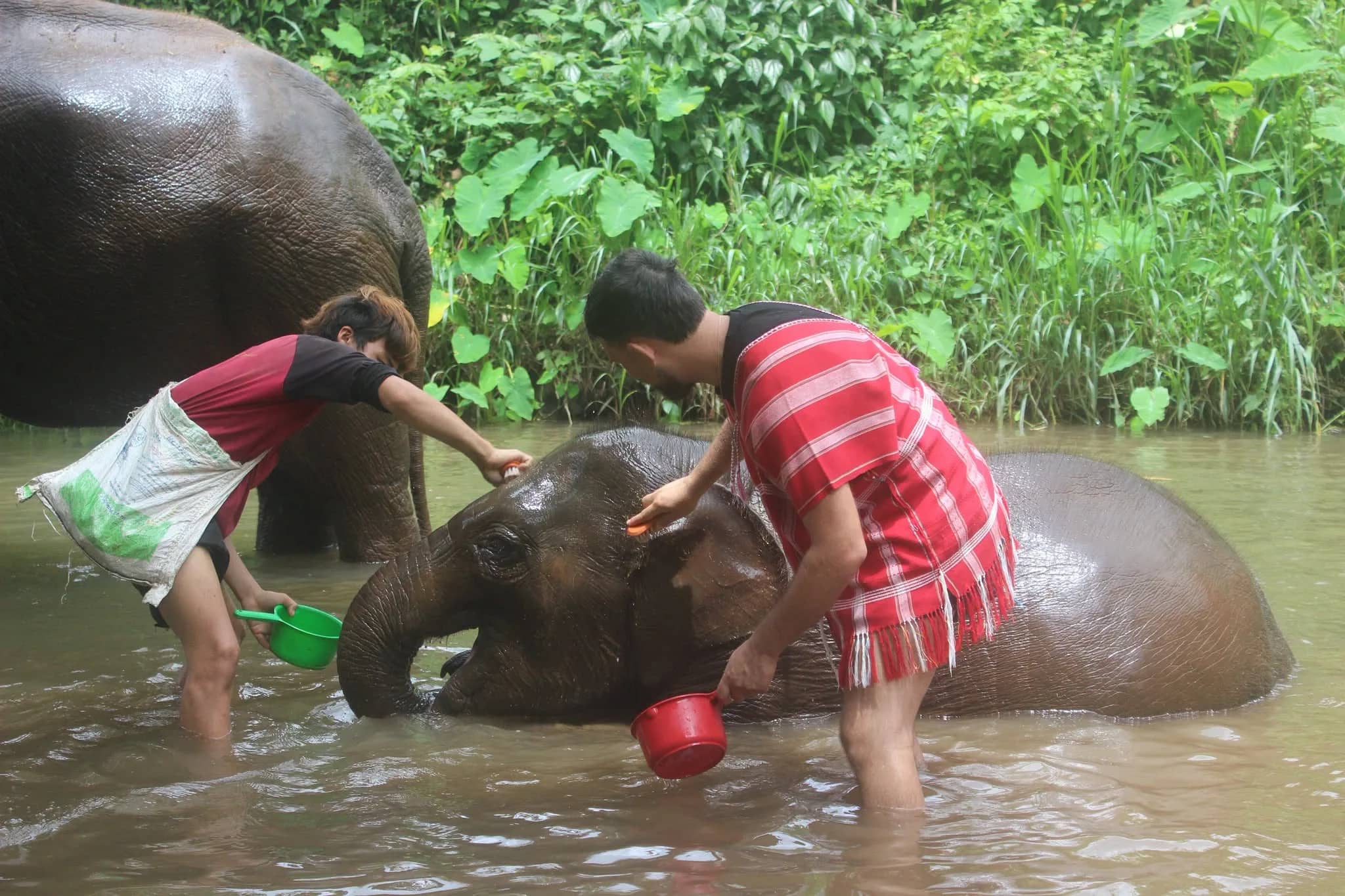 Two visitors in red Karen shirts splash water over a young elephant lying in a shallow river