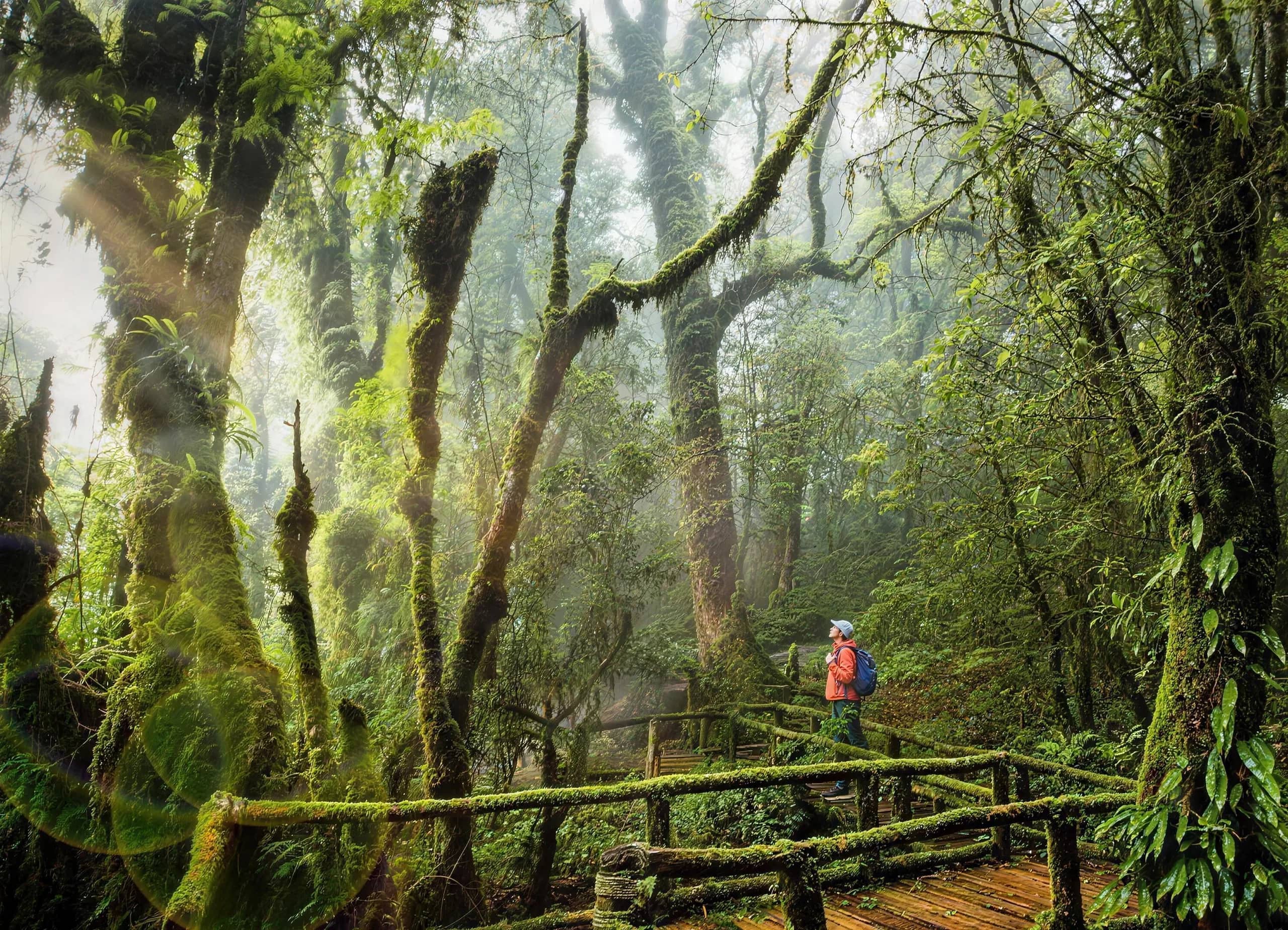 A hiker follows a wooden walkway through misty forest full of moss-covered trees on Doi Inthanon.