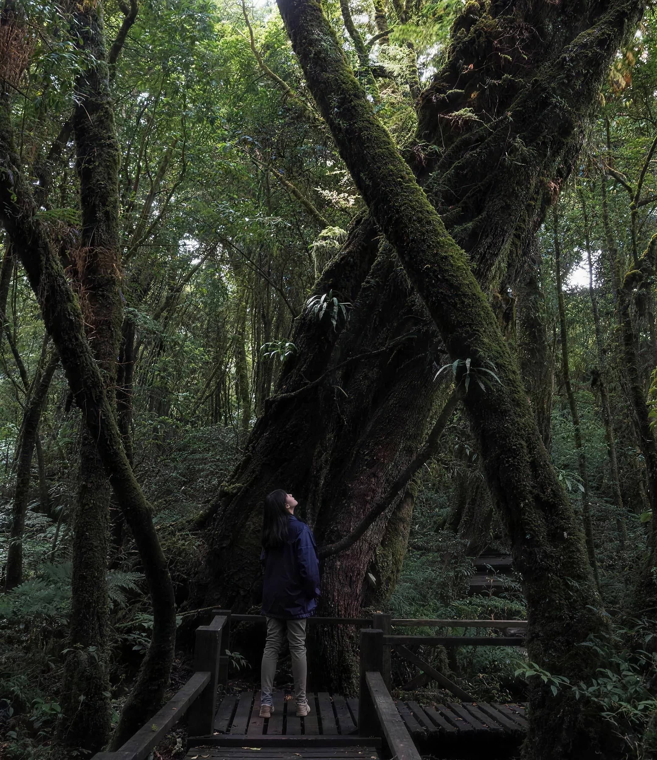 A hiker on a wooden walkway looks up at tall moss-covered trees in a dark mountain forest