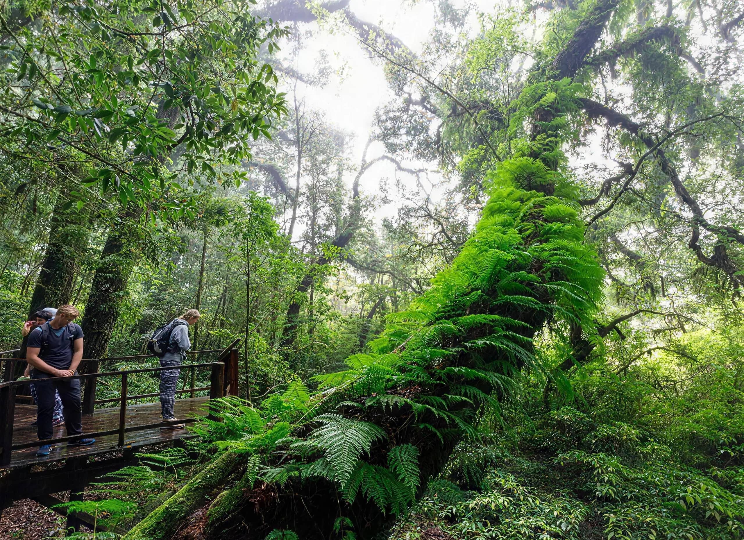 Hikers on a wooden boardwalk look at a huge moss and fern covered tree in a cloud forest