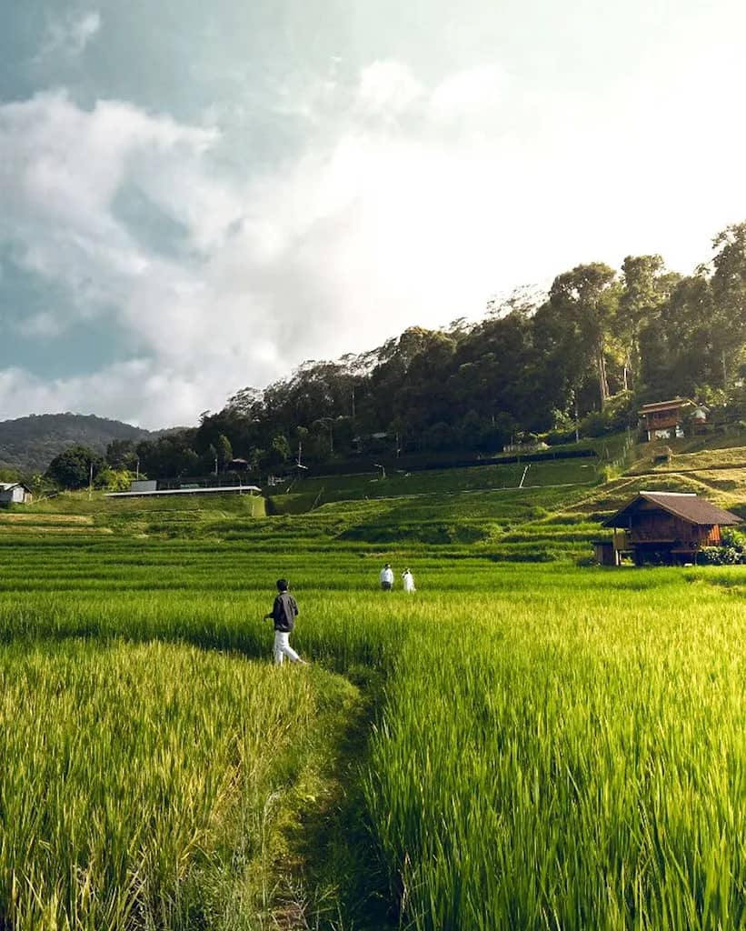 A walker follows a path through bright green rice terraces below a forested ridge near Doi Inthanon.
