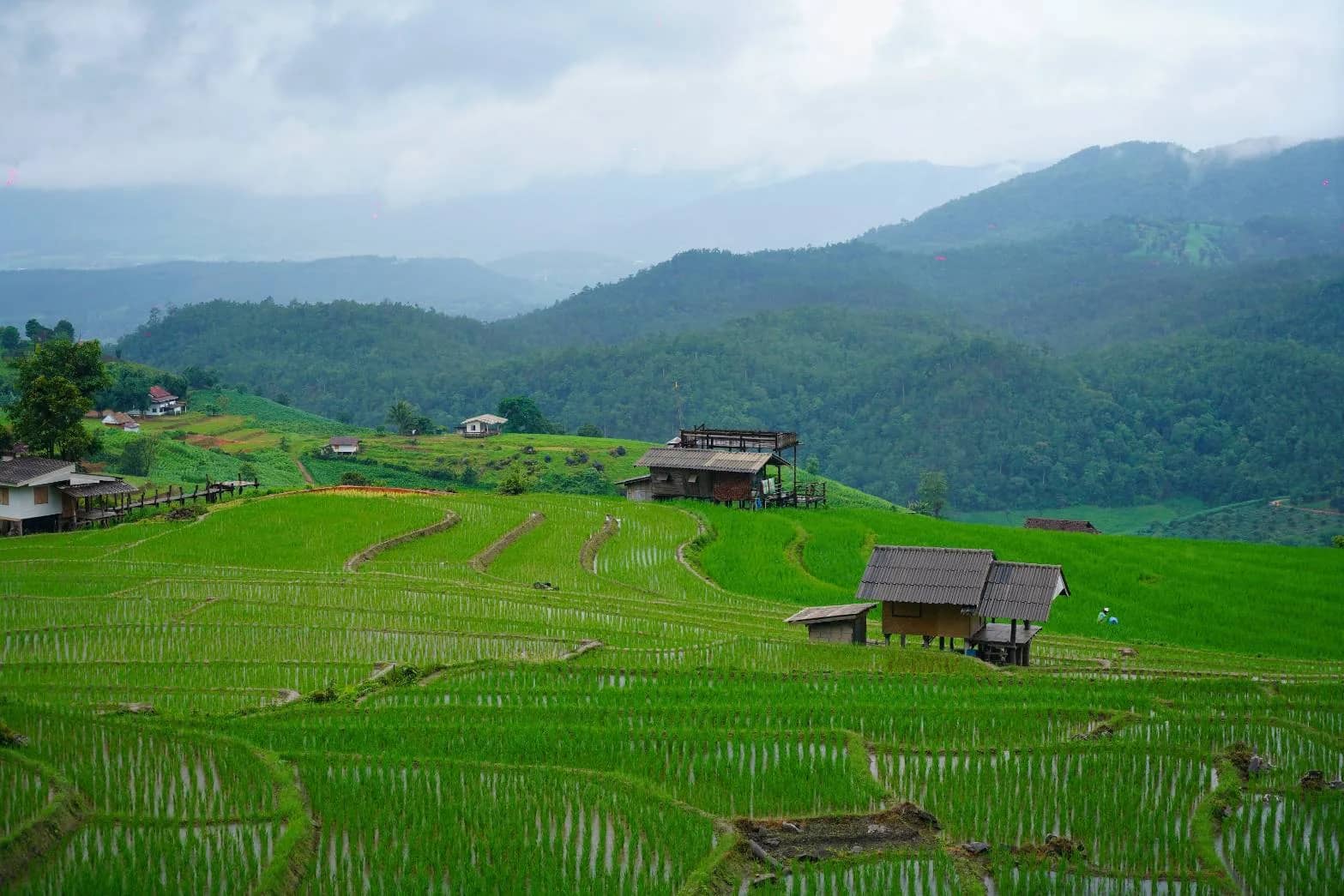 Terraced rice fields and farm huts spread across a valley below cloudy green mountains