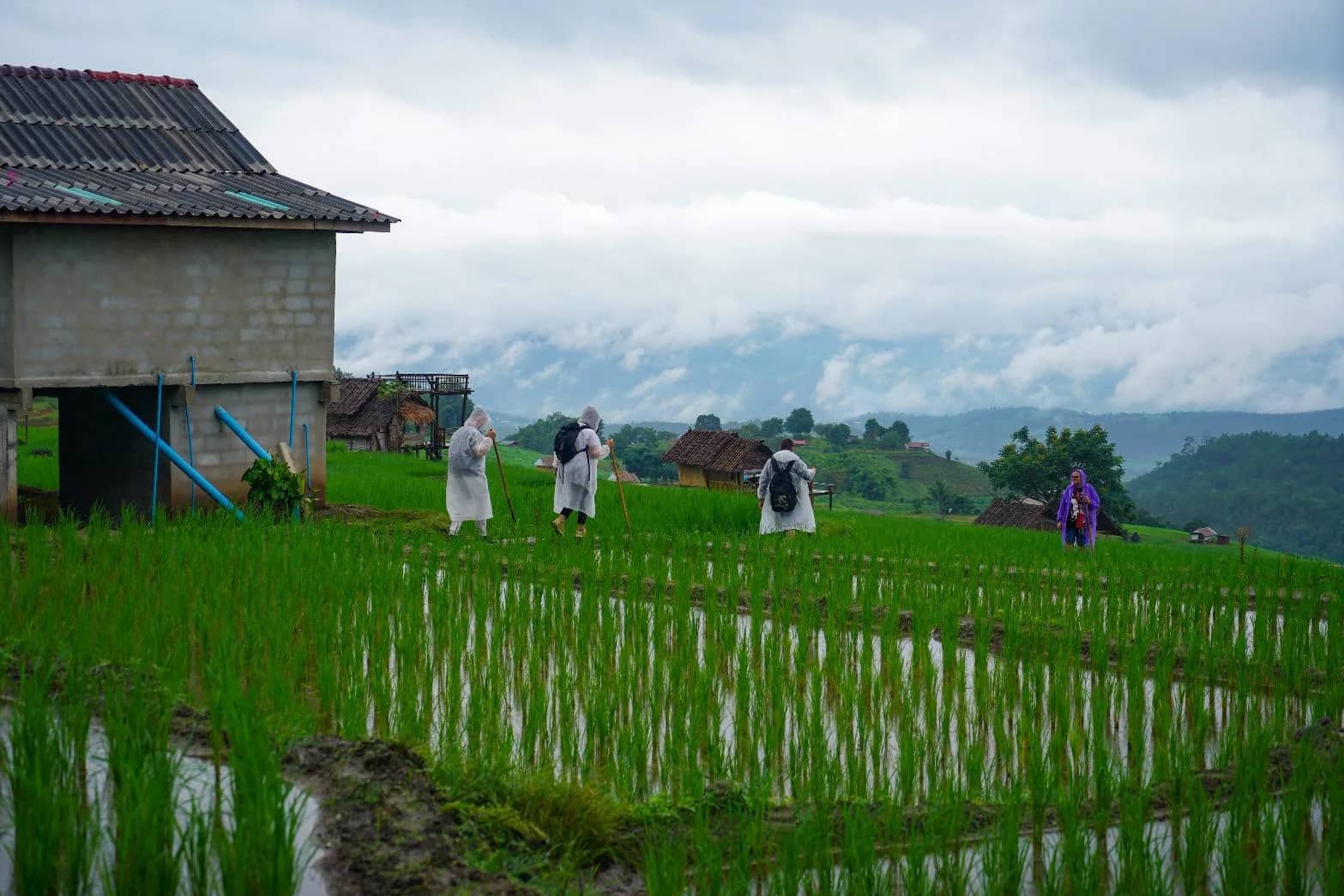 Visitors in rain ponchos walk along a path through flooded green rice paddies near a farm hut