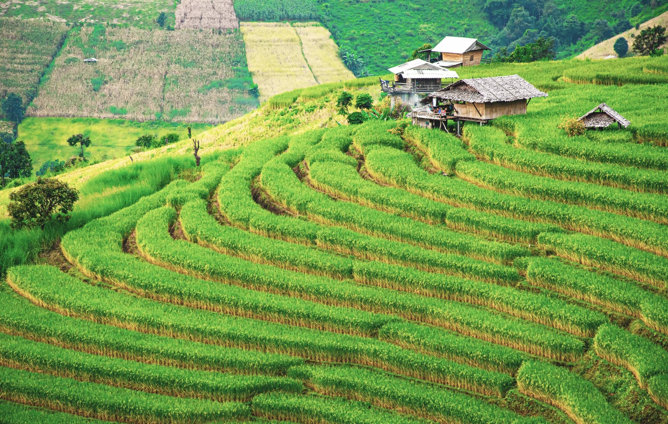 Curved rows of green rice terraces climb a hillside to a cluster of wooden houses
