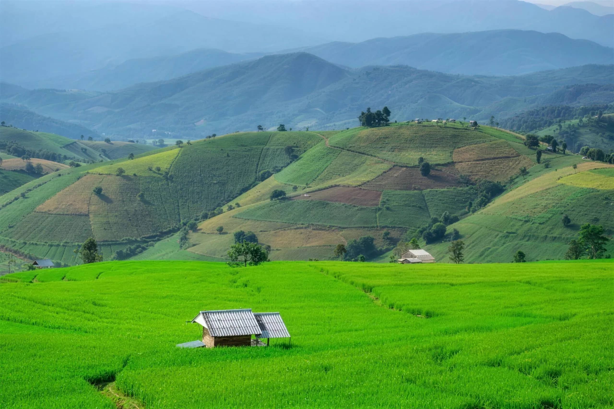 A single small hut stands in a bright green rice field with layered mountains behind