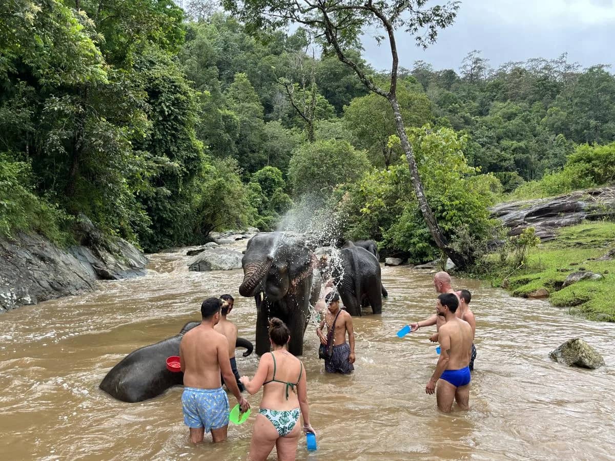 Guests in swimwear splash and wash elephants in a fast brown stream at Pon Elephant Sanctuary