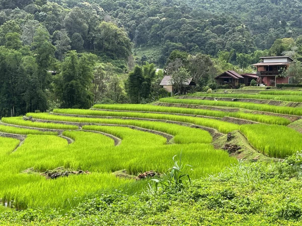 Bright green rice terraces climb a hillside below wooden houses in Doi Inthanon National Park