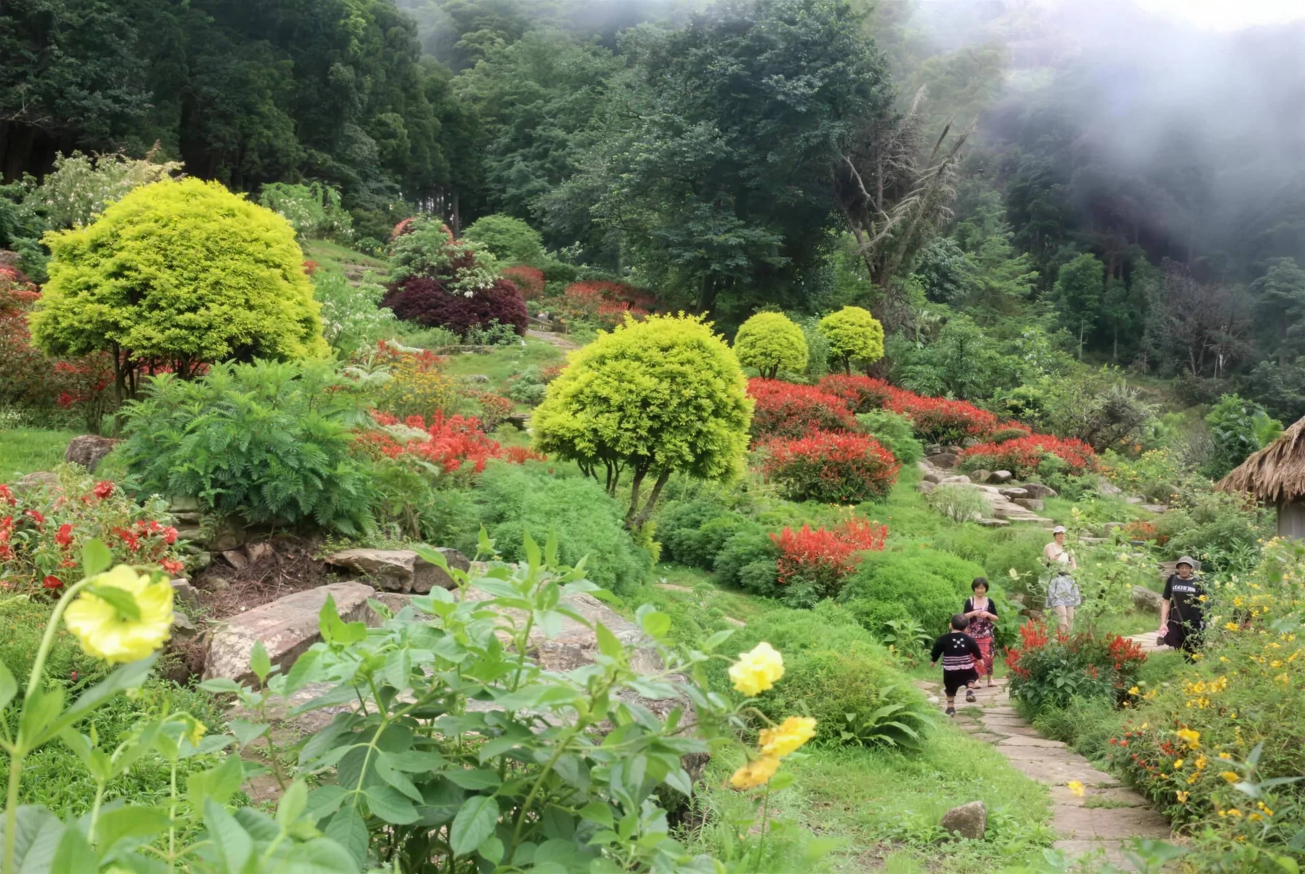 Colourful flower beds and trimmed shrubs line a path through a misty hillside garden in the Hmong village.