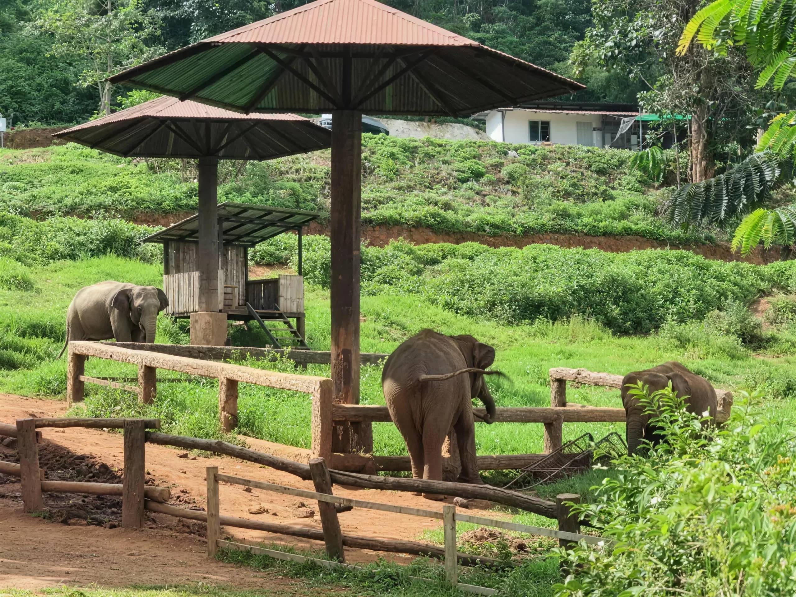 Elephants stand in fenced yards beneath roofed shelters on the green grounds of Elefin Farm