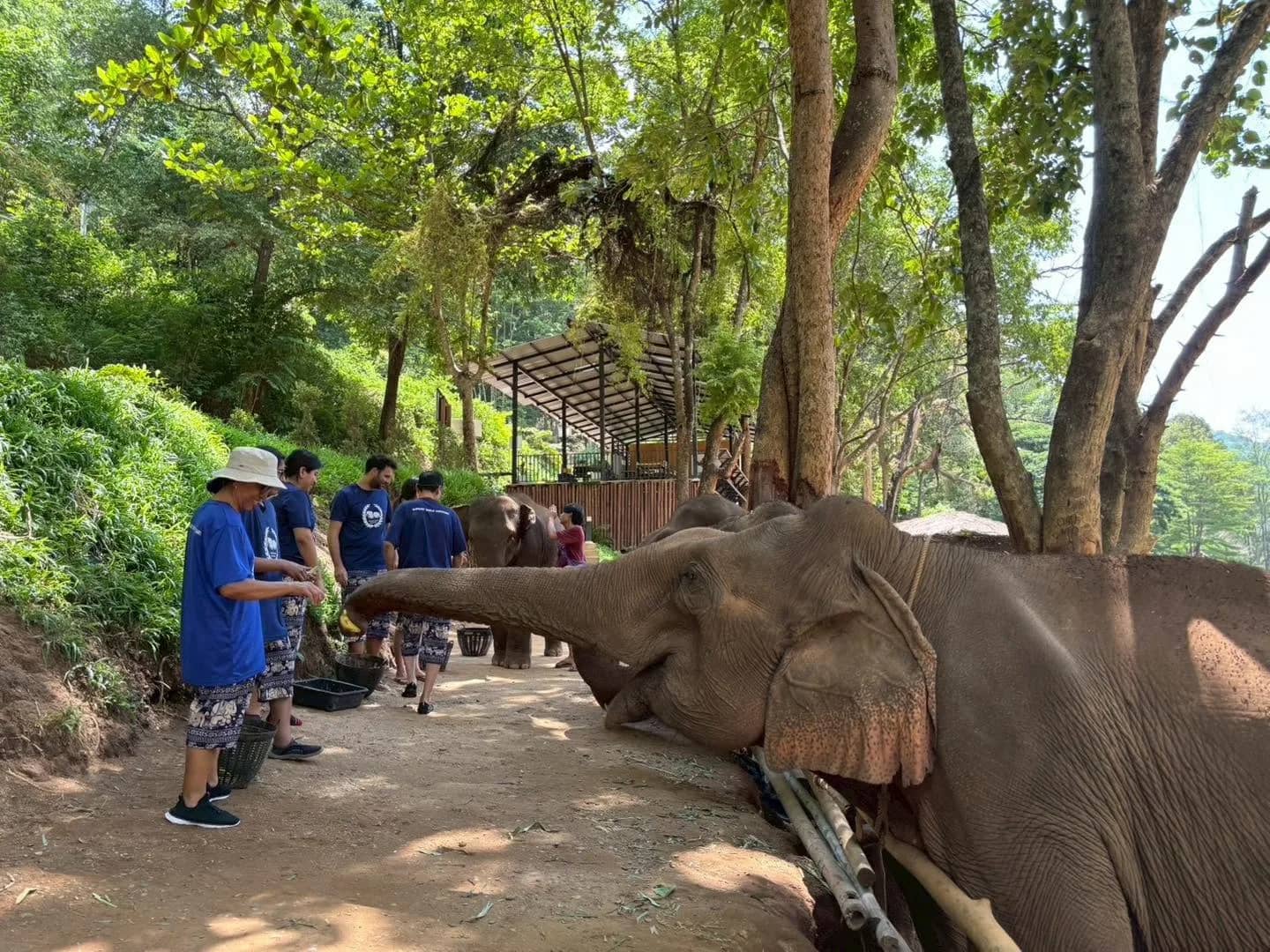 A visitor in a hat feeds an elephant reaching its trunk across a dirt path under tall trees