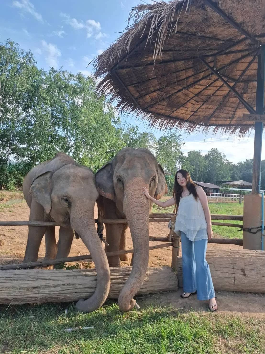 A visitor stands beside two elephants at a log fence under a thatched shade roof