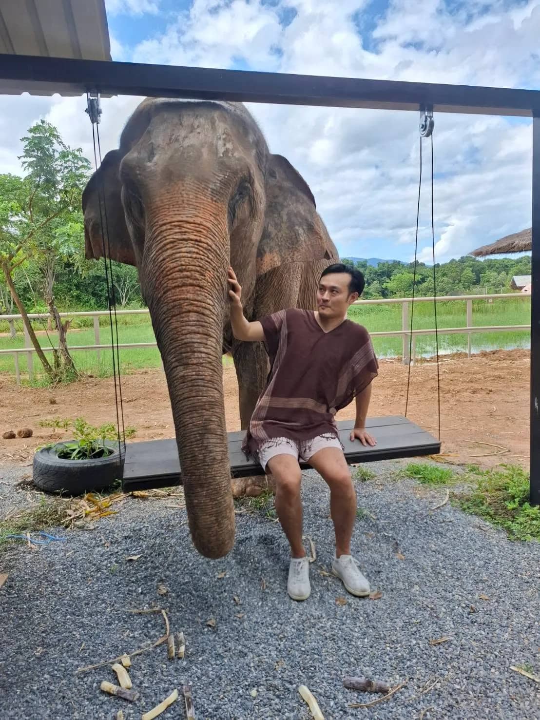 A visitor on a hanging swing rests a hand on the trunk of an elephant standing beside him