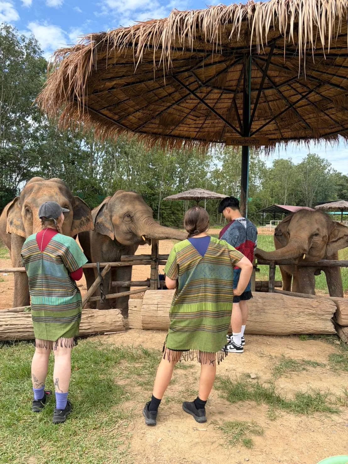 Visitors in striped ponchos stand at a log fence in front of three elephants under a thatched roof