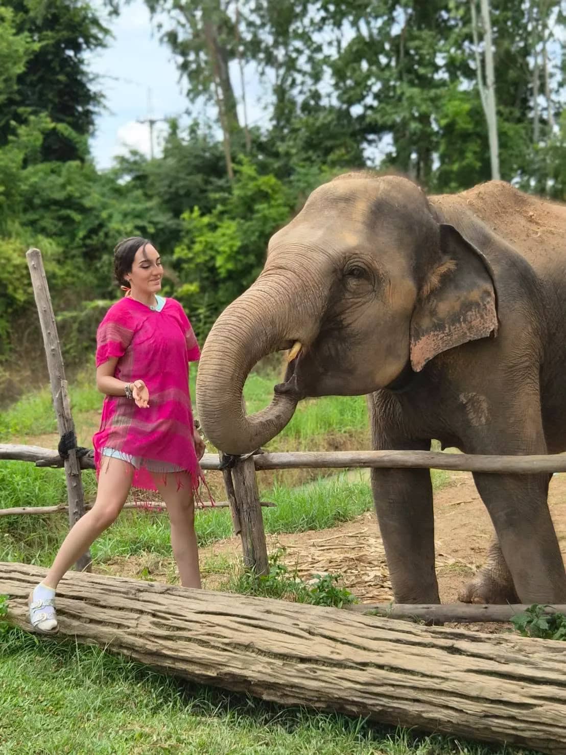 A visitor in a pink poncho steps along a log next to an elephant at a wooden fence