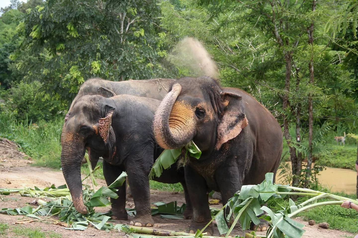 Two elephants eat banana leaves on a dirt clearing, one throwing dust over its head