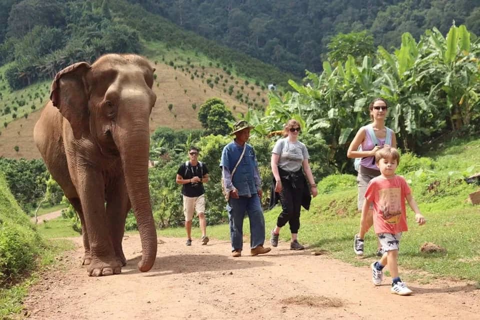 Visitors and a guide walk along a dirt track beside an elephant in the green Elephant Highlands hills