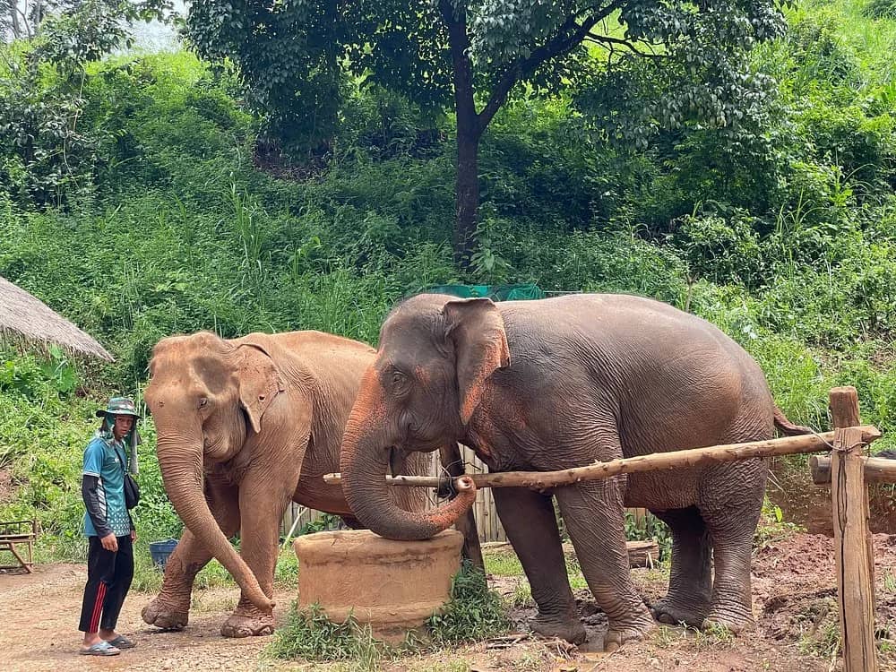 Two elephants eat from a wooden feeding trough while a mahout in a bush hat looks on.