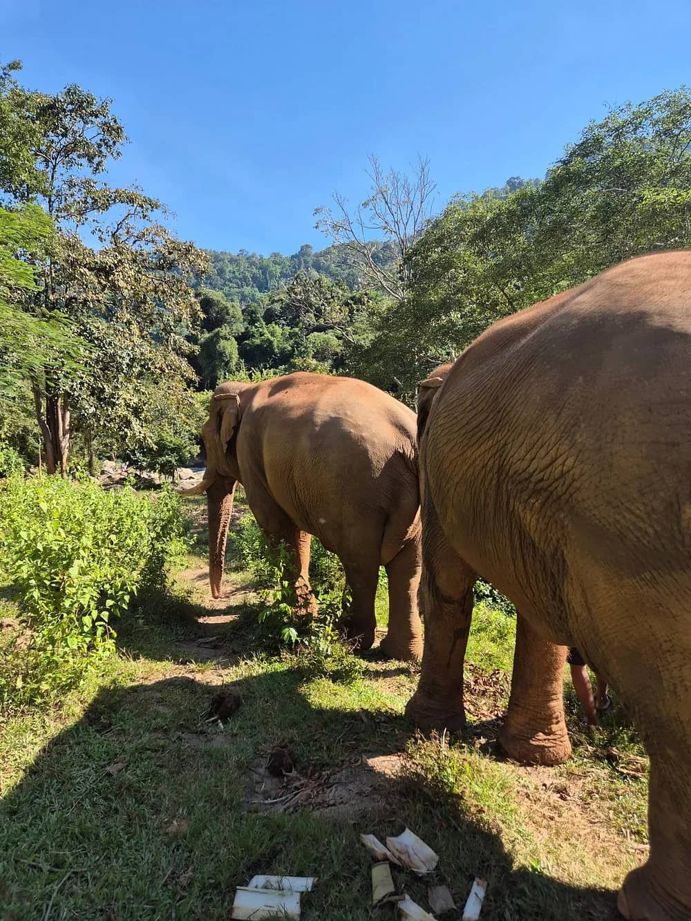 Two elephants walk along a grassy path under bright blue sky at the edge of the forest