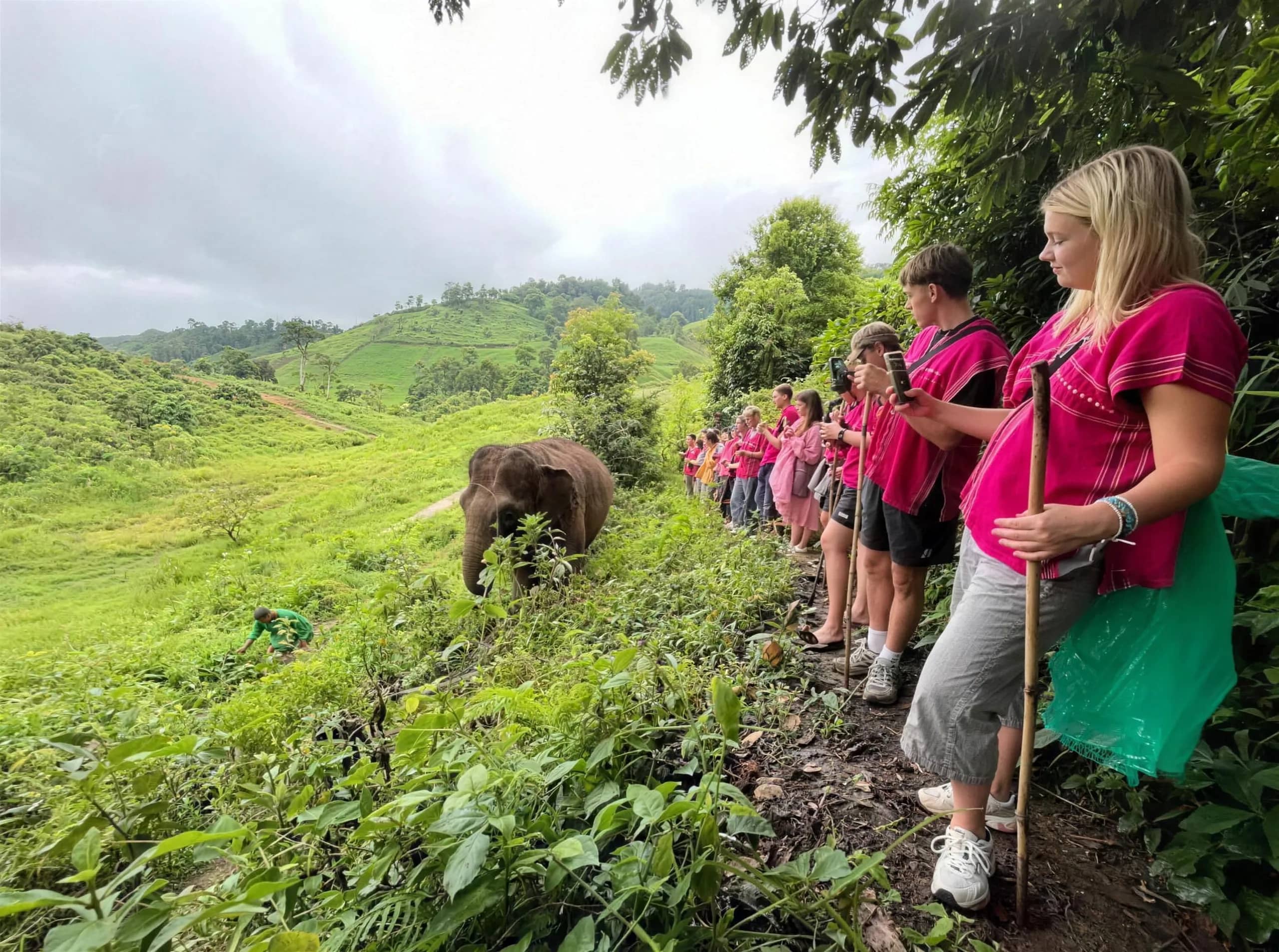 Visitors in pink tops line a hillside path watching an elephant graze in tall grass