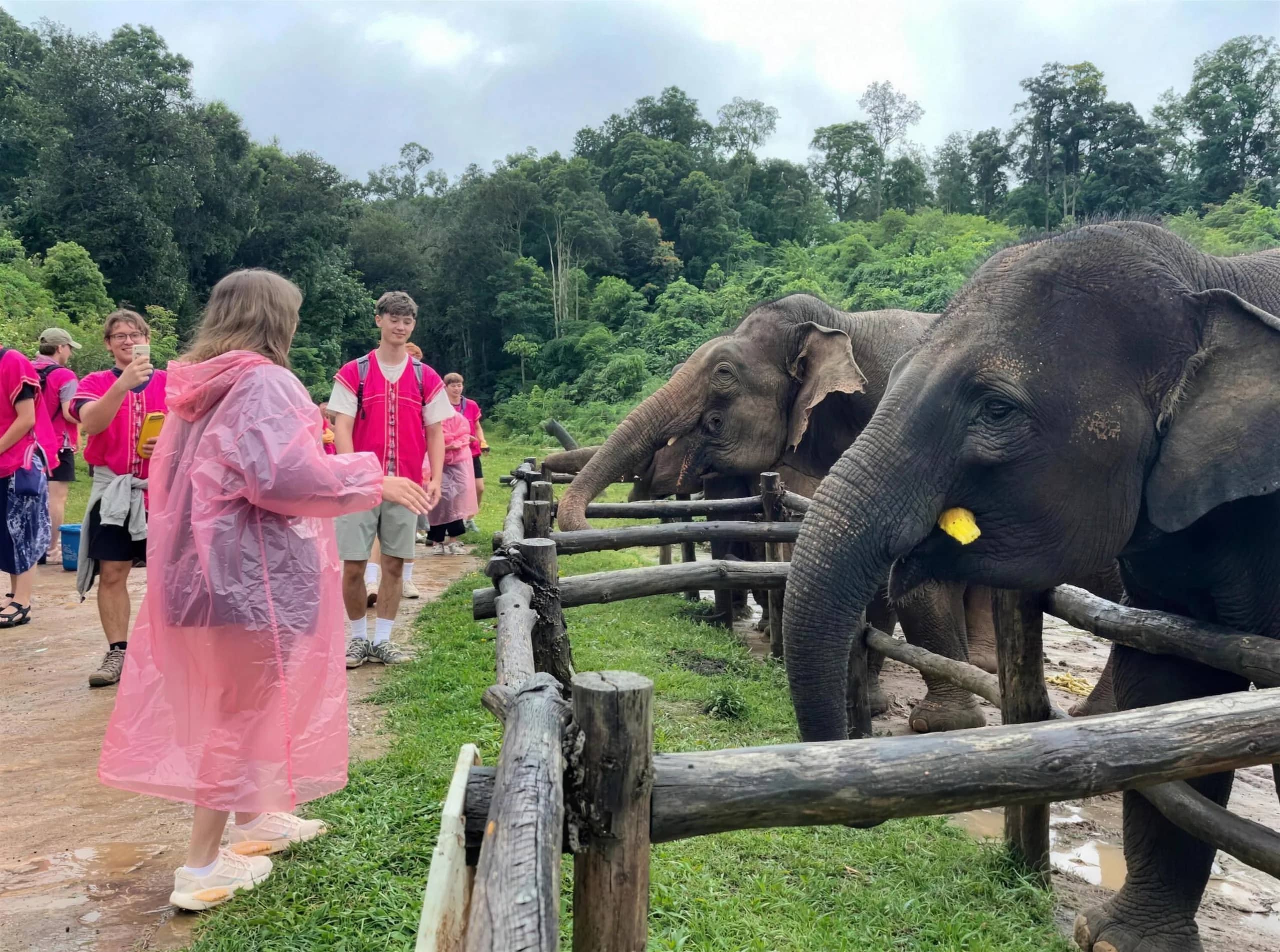 Visitors in pink shirts and rain ponchos hand food to elephants leaning over a wooden fence