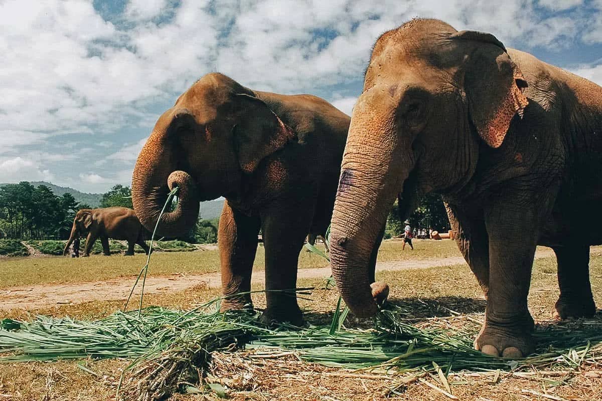Two elephants eat cut grass in an open field with more elephants in the distance