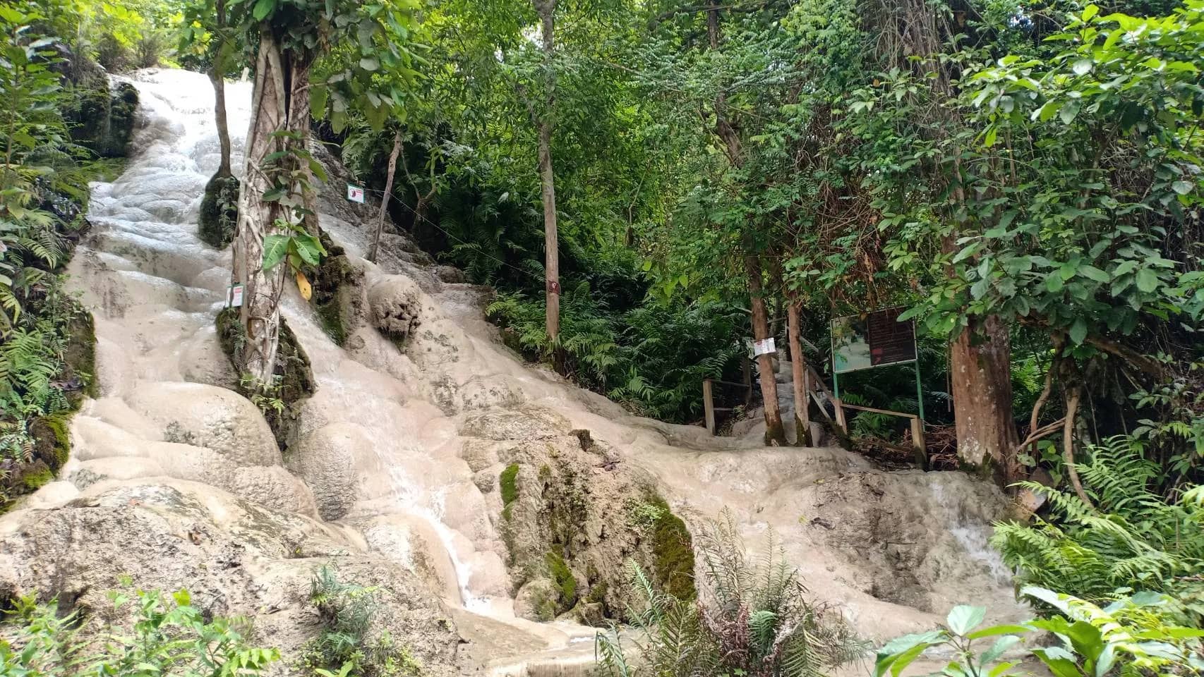 The white tiered limestone slope of the Sticky Waterfall surrounded by trees and ferns