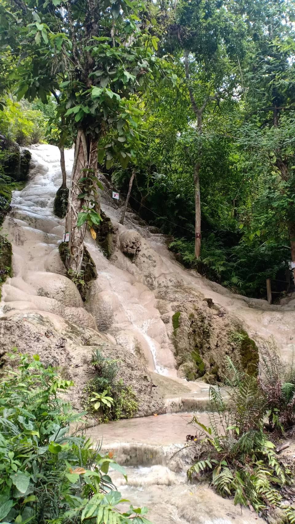 White limestone cascades of the Bua Tong Sticky Waterfall run down through green forest