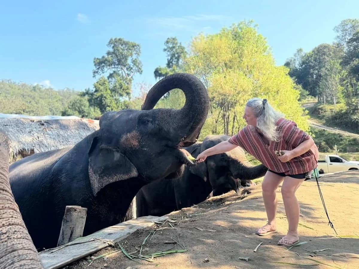 A visitor hands fruit to an elephant raising its trunk on a sunny afternoon at the sanctuary