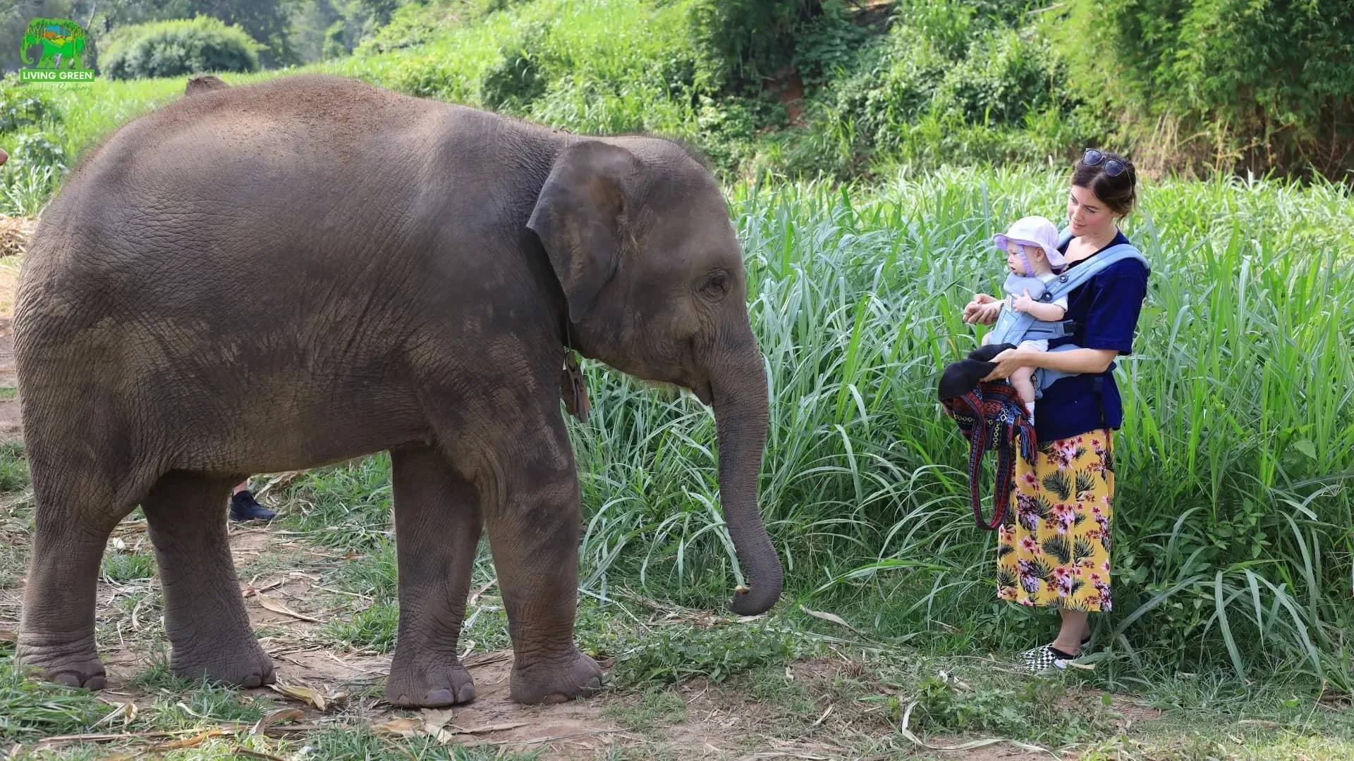 A young elephant grazes beside a visitor carrying a baby in a sling at the sanctuary