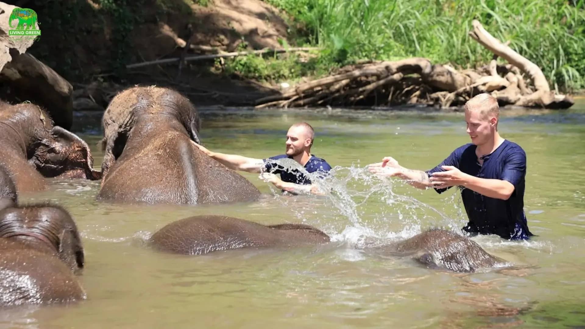 Two guests splash water over elephants lying in a shallow jungle river at the sanctuary