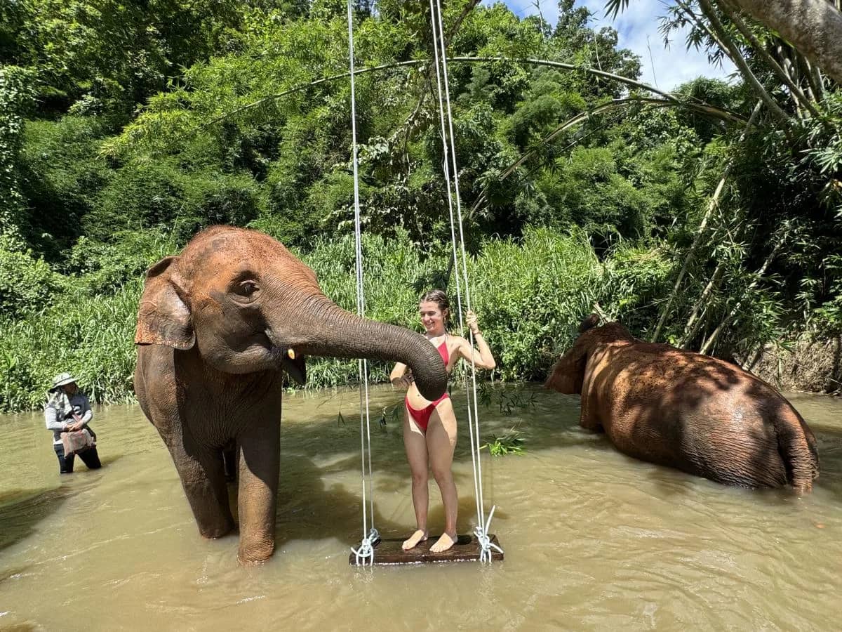 A visitor stands on a rope swing in the river as an elephant reaches toward her with its trunk