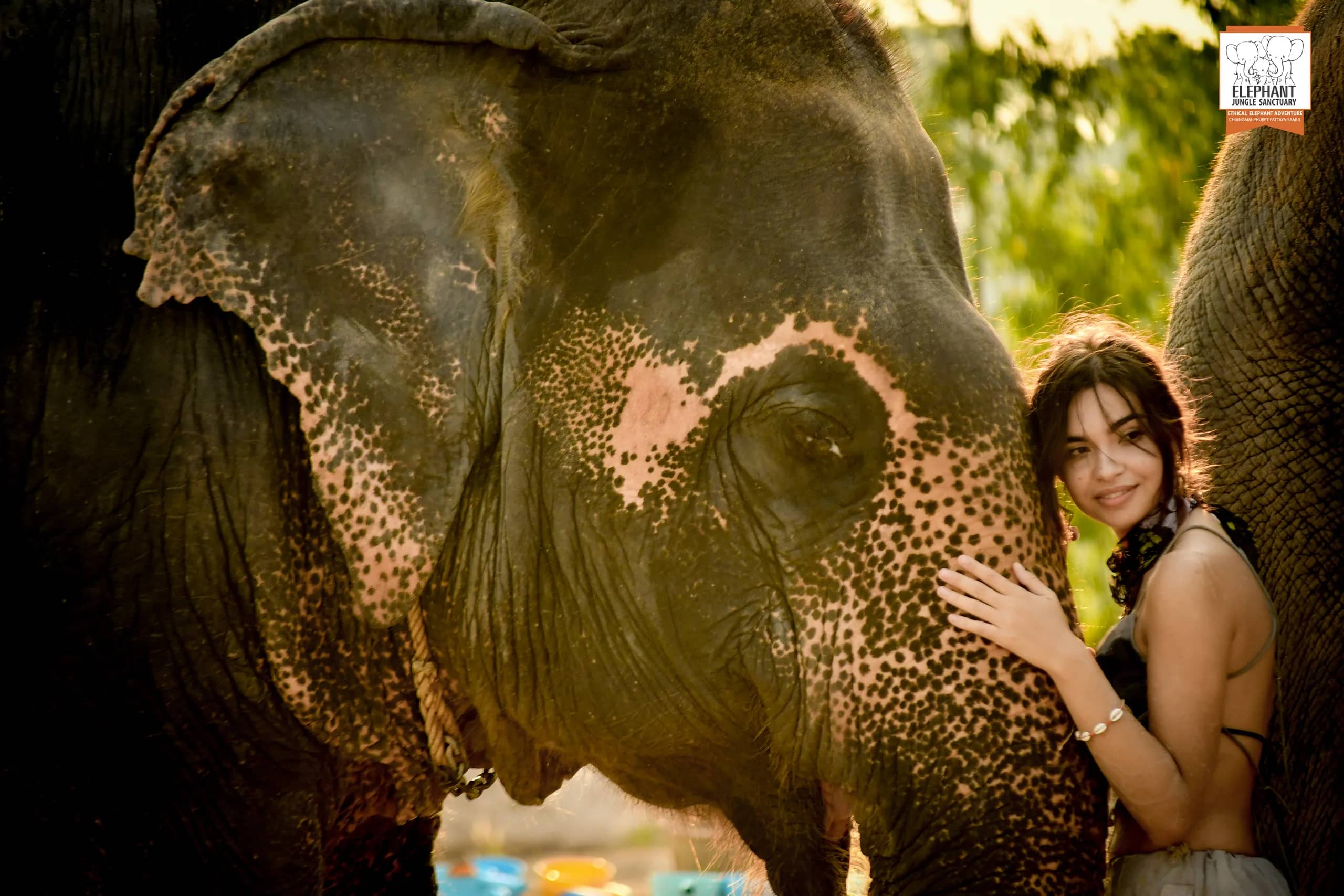 Feed and Bath at Elephant Jungle Sanctuary Pattaya (photo 3)