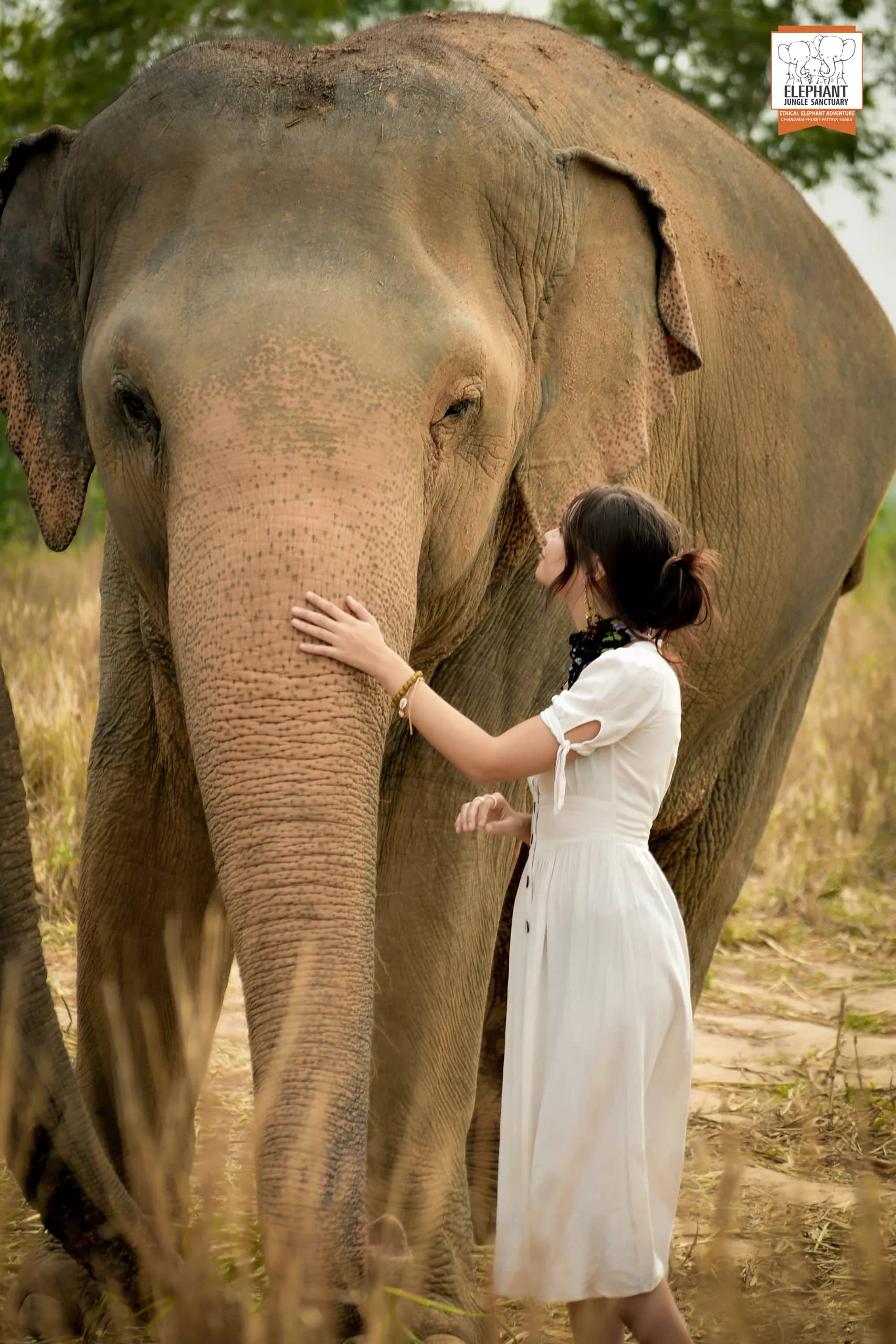 Feed and Bath at Elephant Jungle Sanctuary Pattaya (photo 1)