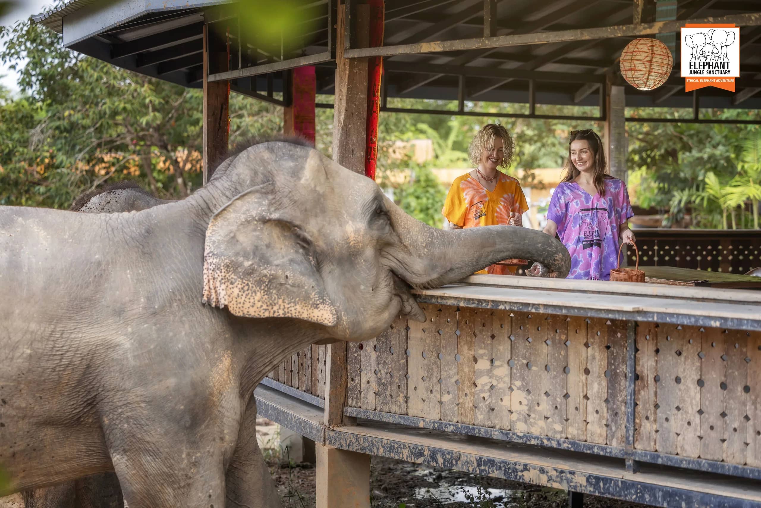 Feed and Shower at Elephant Jungle Sanctuary Chiang Mai (photo 3)