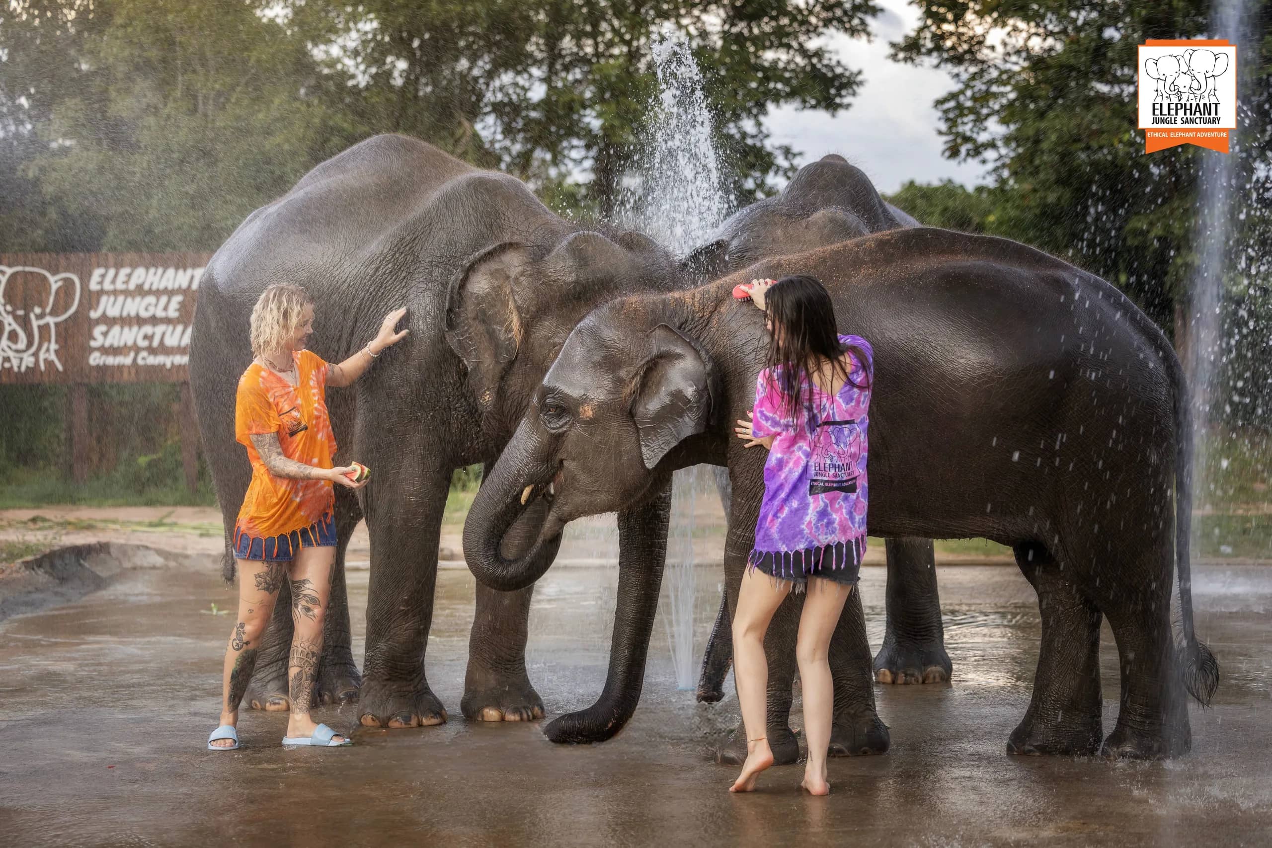 Feed and Shower at Elephant Jungle Sanctuary Chiang Mai (photo 4)