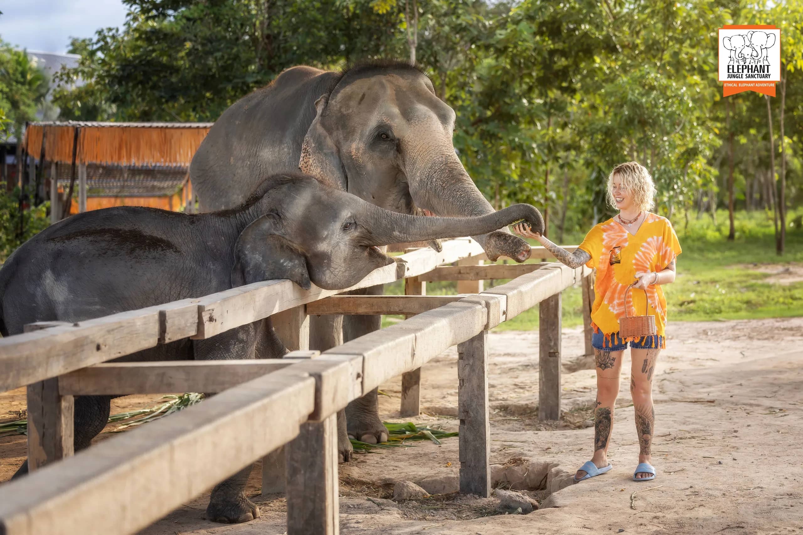 Feed and Shower at Elephant Jungle Sanctuary Chiang Mai (photo 7)