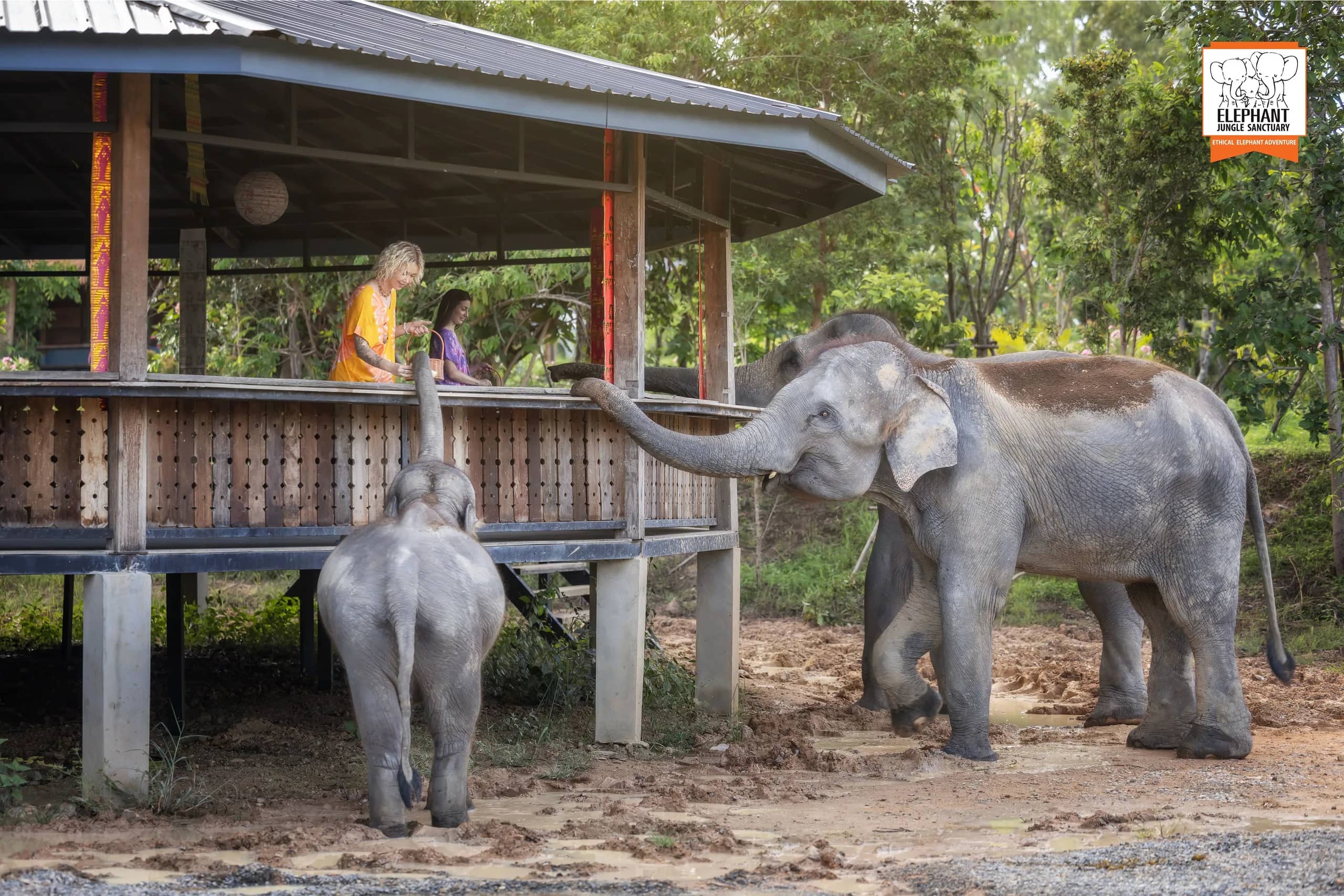 Feed and Shower at Elephant Jungle Sanctuary Chiang Mai (photo 8)