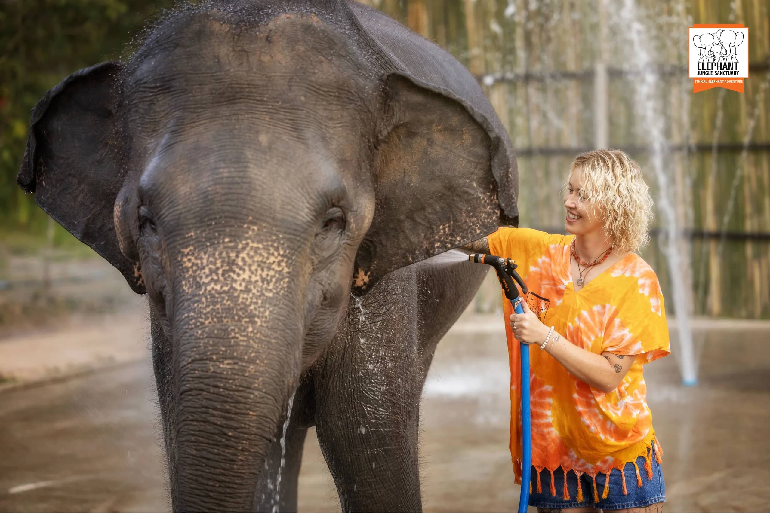 Feed and Shower at Elephant Jungle Sanctuary Chiang Mai (photo 1)