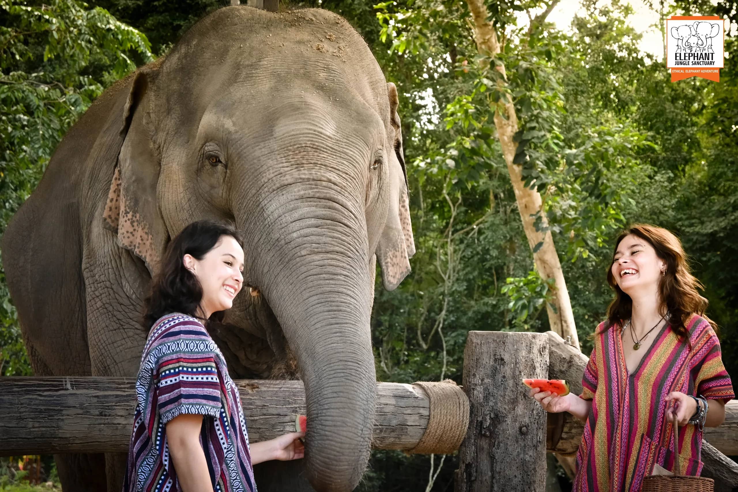 Feed and Shower at Elephant Jungle Sanctuary Samui (photo 3)