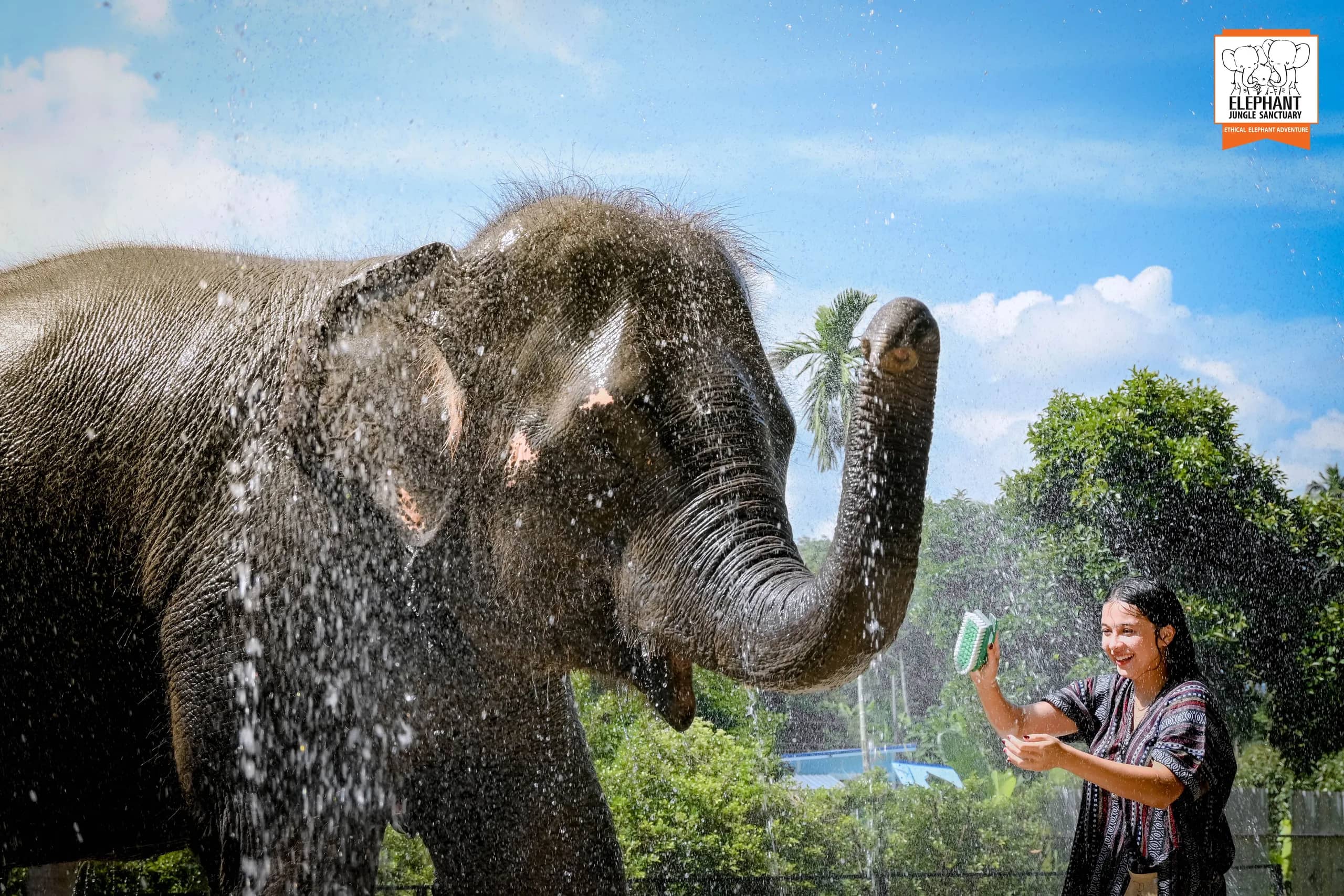 Feed and Shower at Elephant Jungle Sanctuary Samui (photo 4)