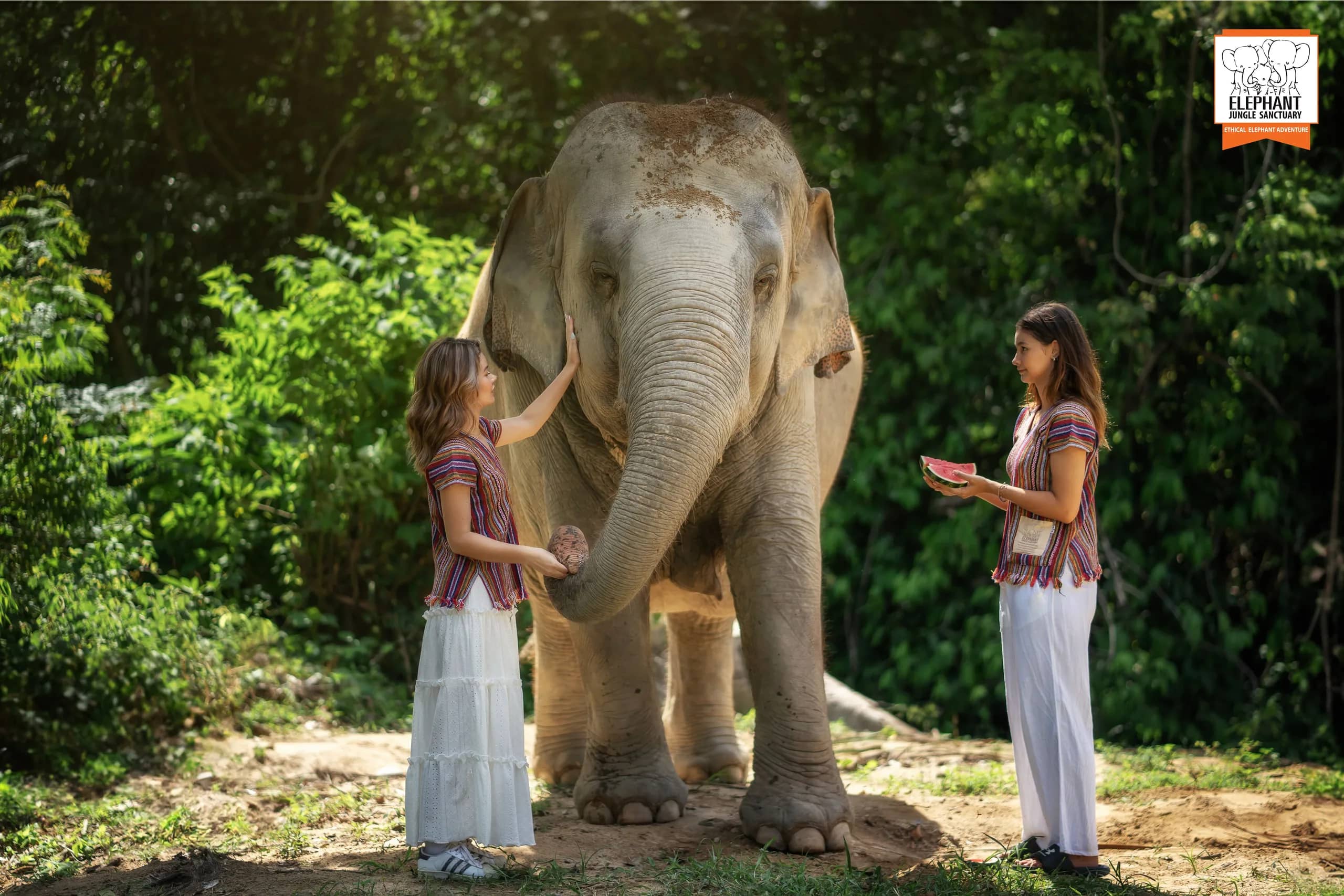 Feed and Shower at Elephant Jungle Sanctuary Samui (photo 6)