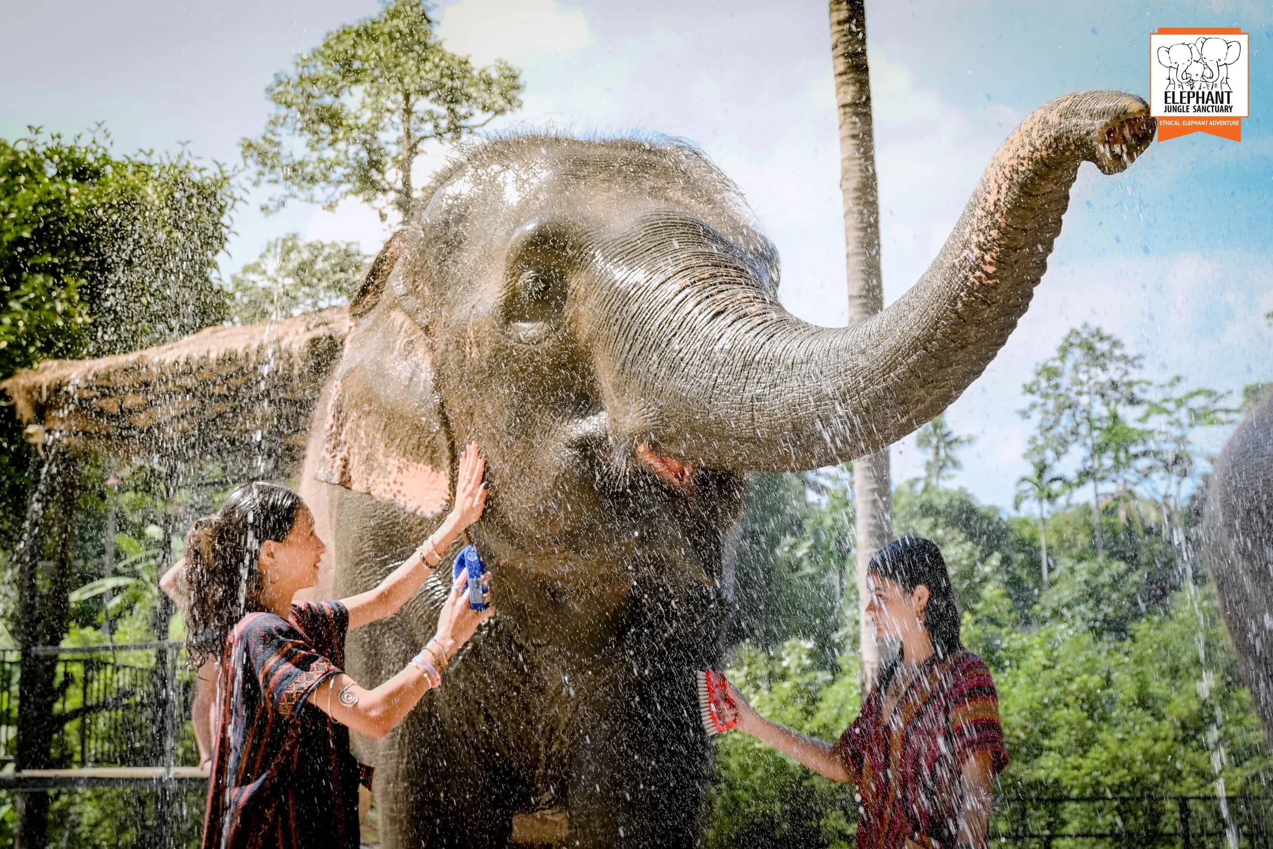 Feed and Shower - Elephant Jungle Sanctuary Samui