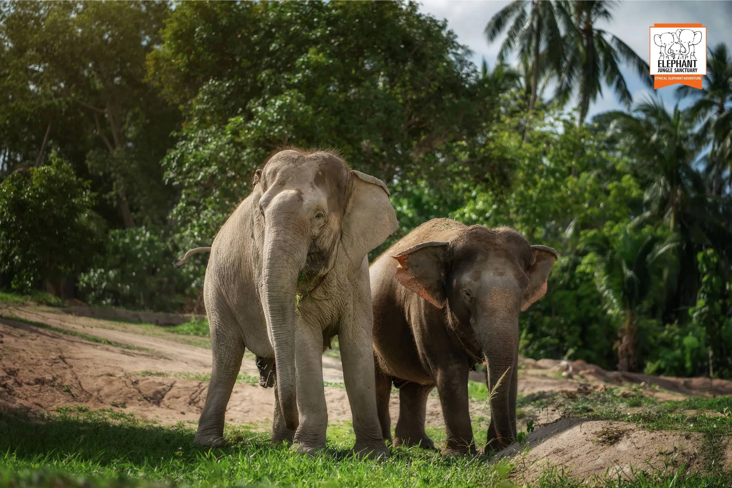 Feed Me at Elephant Jungle Sanctuary Samui (photo 2)