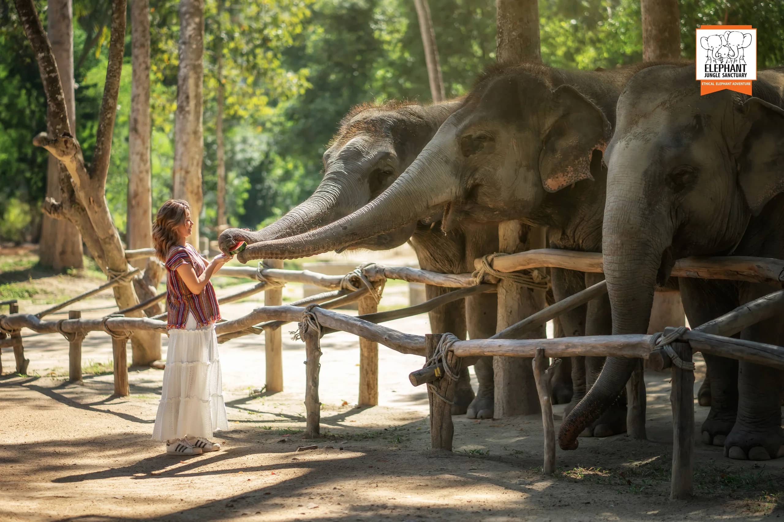 Feed Me at Elephant Jungle Sanctuary Samui (photo 4)