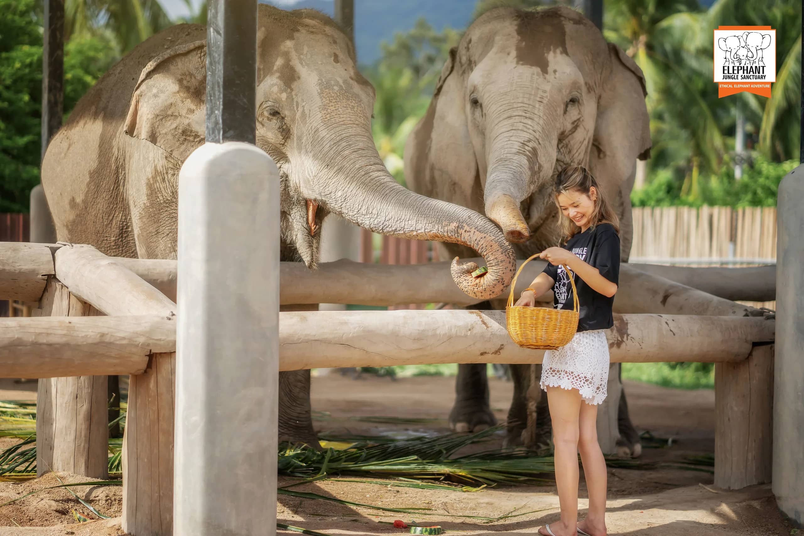 Feed Me at Elephant Jungle Sanctuary Samui (photo 5)