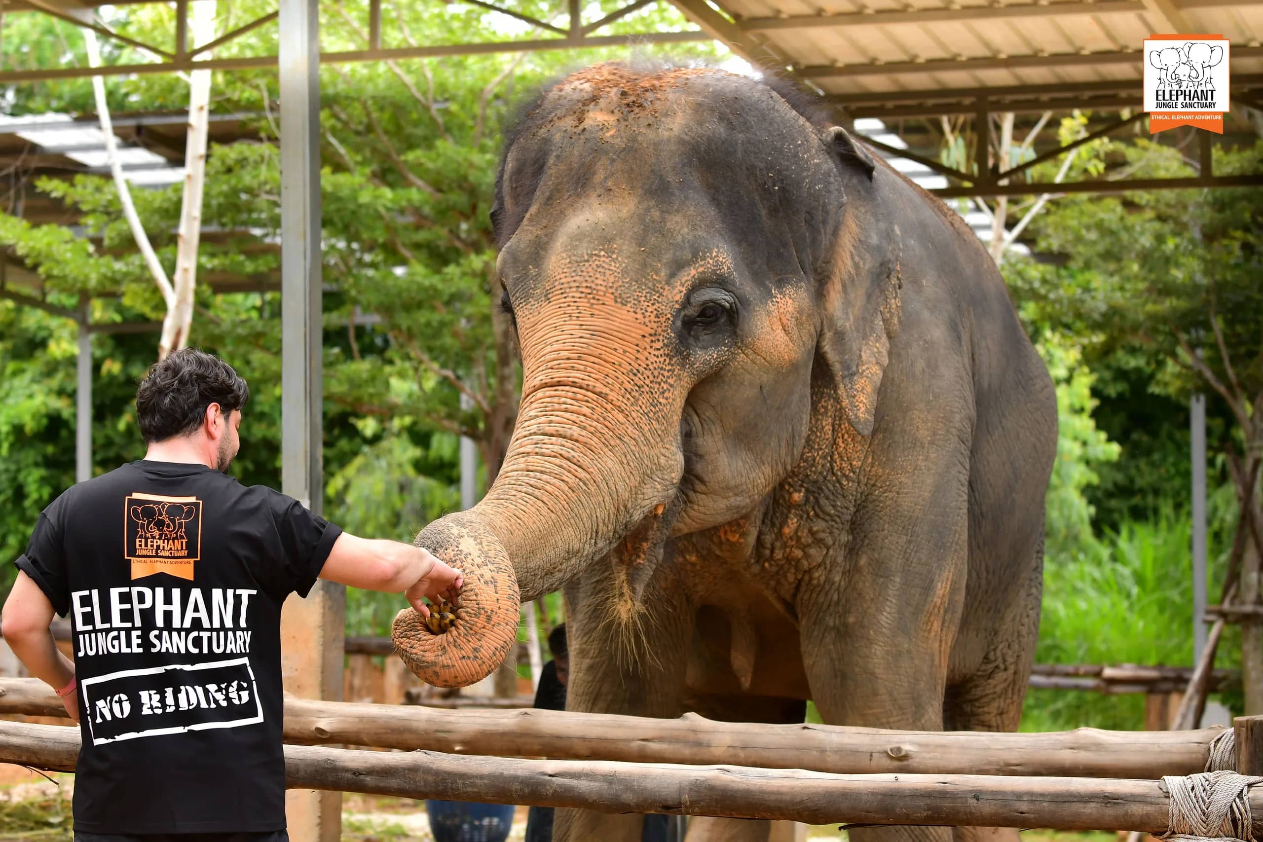 Feed Me Premium at Elephant Jungle Sanctuary Samui (photo 2)