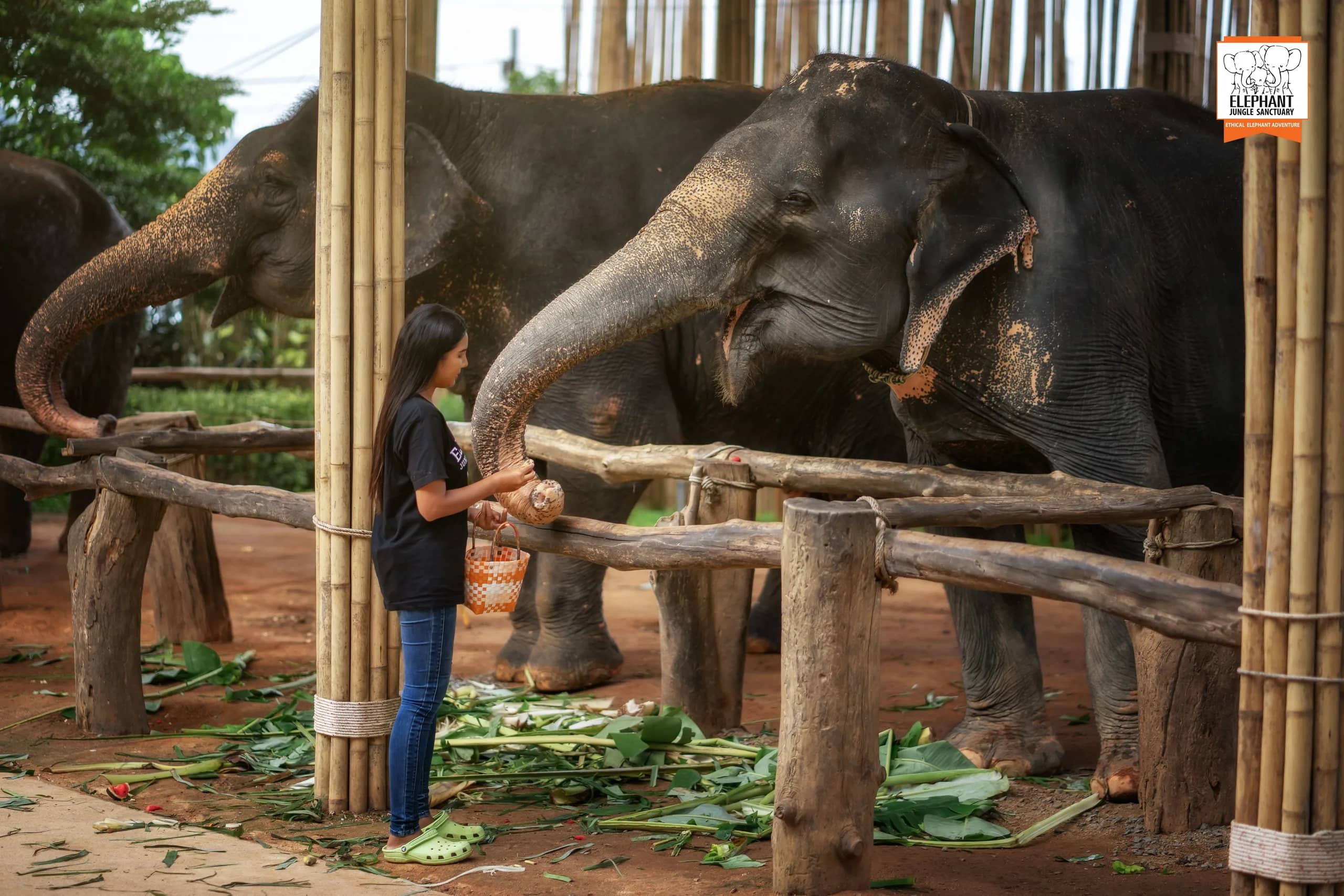 Feed Me Premium at Elephant Jungle Sanctuary Samui (photo 3)